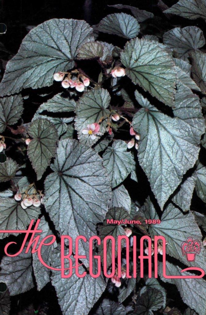 B. ‘Chameleon Begonia’